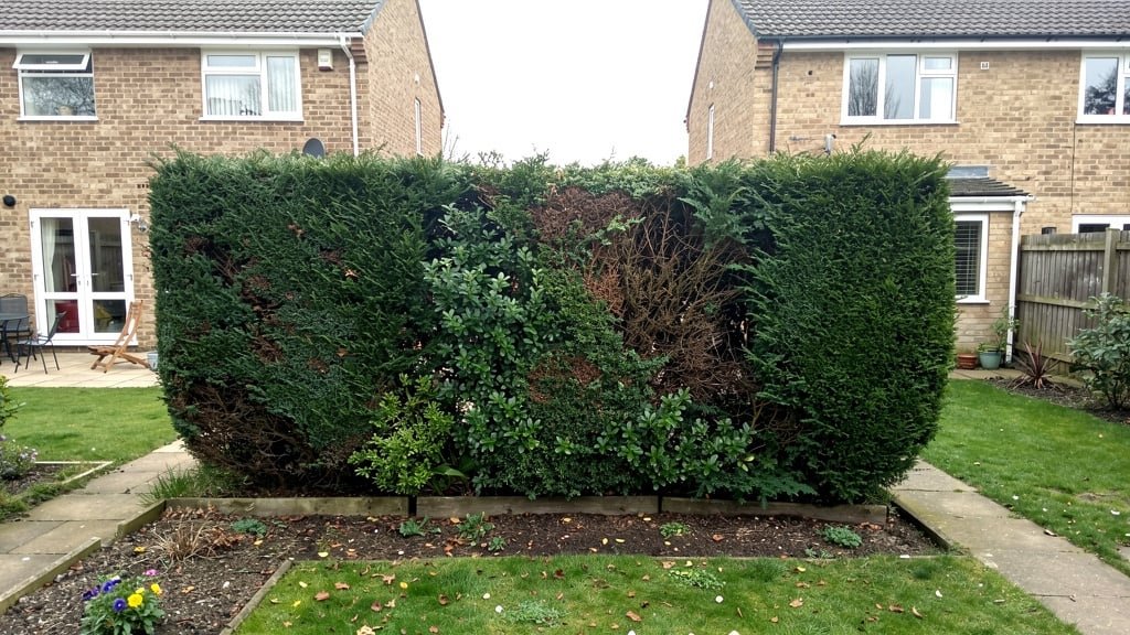 Mature hedge forming property boundary between houses